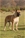 Haida - Triola Cane Corso